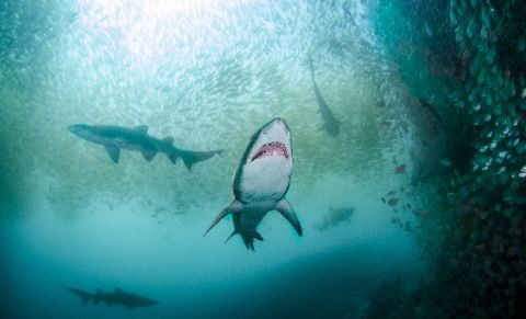 Multiple sand tiger sharks swim upward through a massive bait ball of small schooling fish in clear open water, with the lead shark displaying its open mouth and distinctive jagged teeth.
