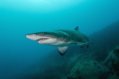 A sand tiger shark (Carcharias taurus) swims with its mouth open, displaying its distinctive protruding teeth, above a rocky reef in clear blue water.