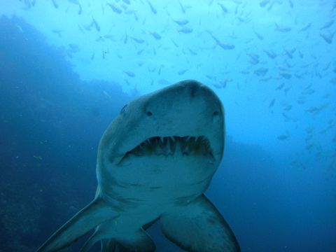 A grey nurse shark approaches the camera head-on with its mouth open, revealing multiple rows of teeth, while a school of small fish hovers in the blue water behind it near a reef structure.