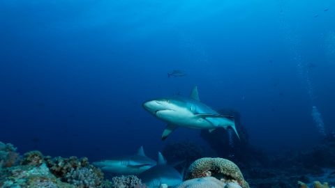 Multiple grey reef sharks cruise over a coral reef, with the closest individual swimming directly toward the camera against a deep blue open-water background.